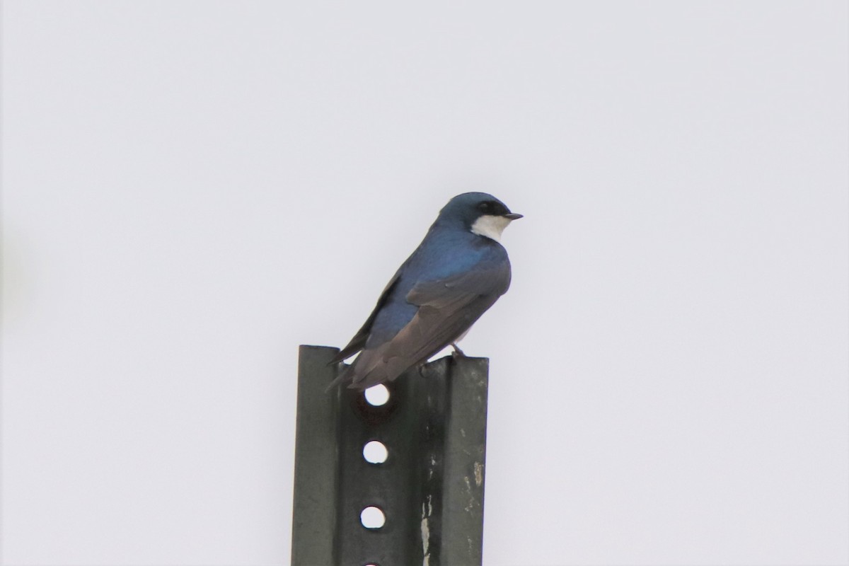 Tree Swallow - Steven Bruenjes