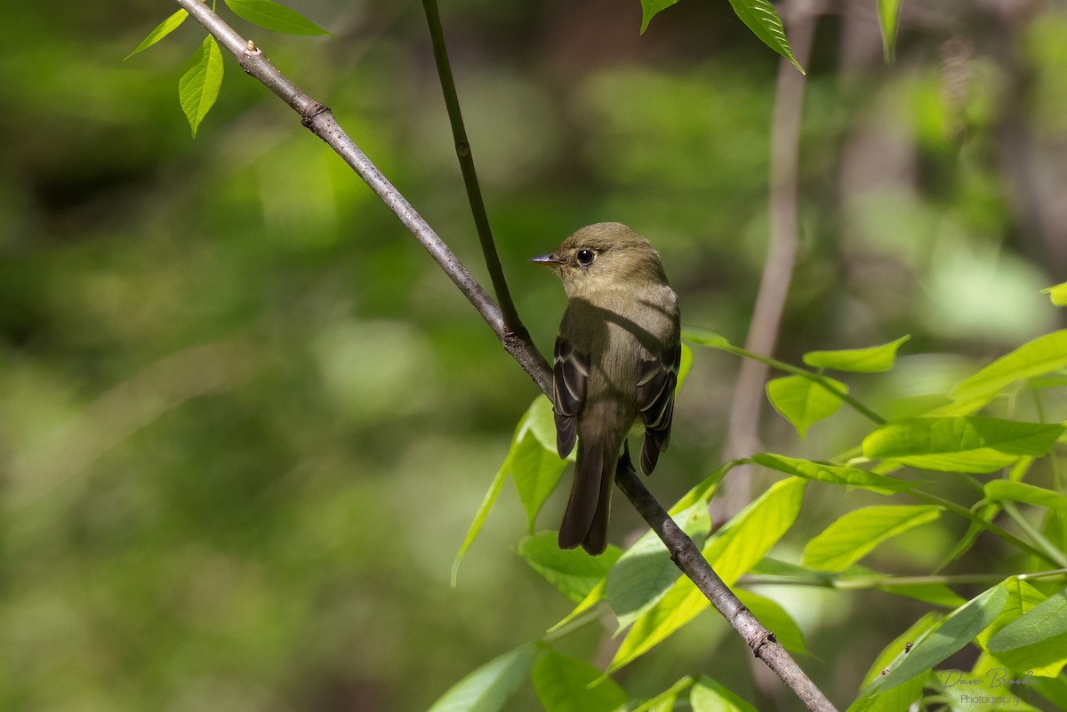 Yellow-bellied Flycatcher - Dave Brooke