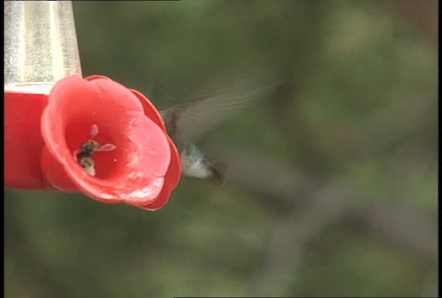 Broad-tailed Hummingbird - ML448453