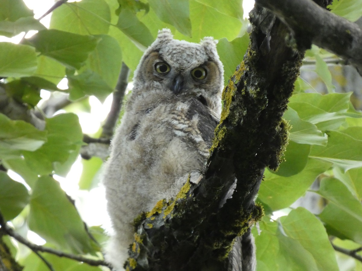 Great Horned Owl - ML448454011
