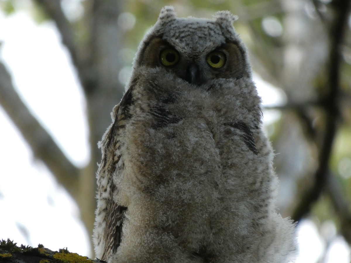 Great Horned Owl - ML448454181