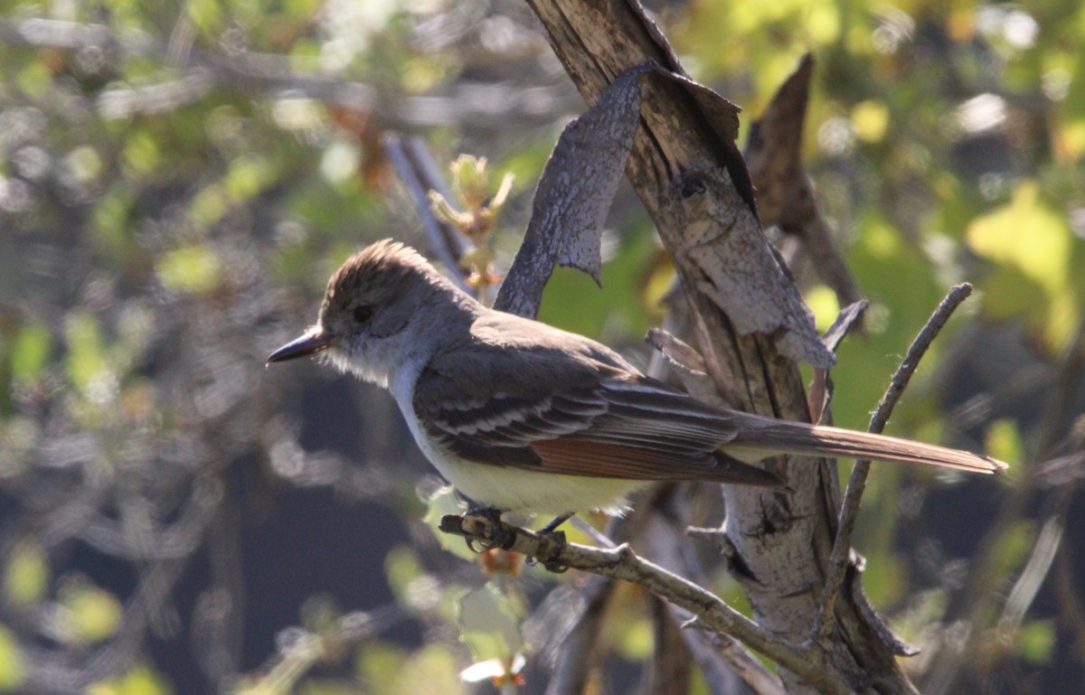 Ash-throated Flycatcher - ML448454601