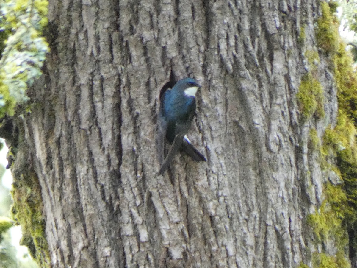 Golondrina Bicolor - ML448454851