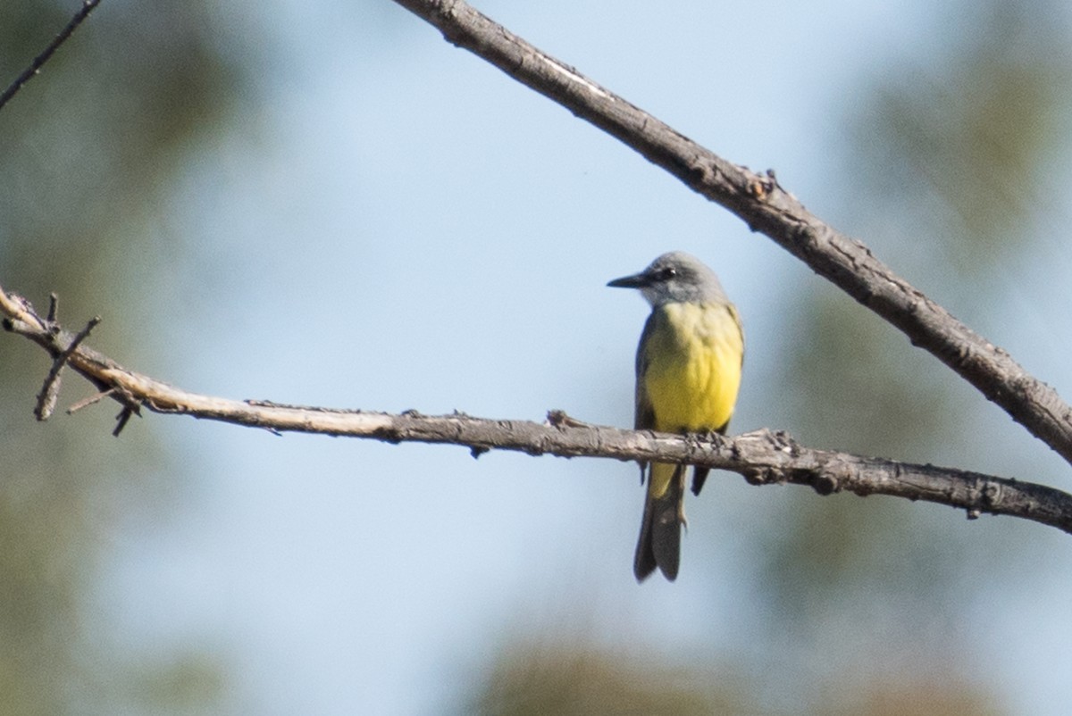 Tropical Kingbird - ML44845511