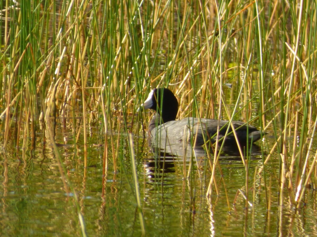 American Coot - Tarra Lindo