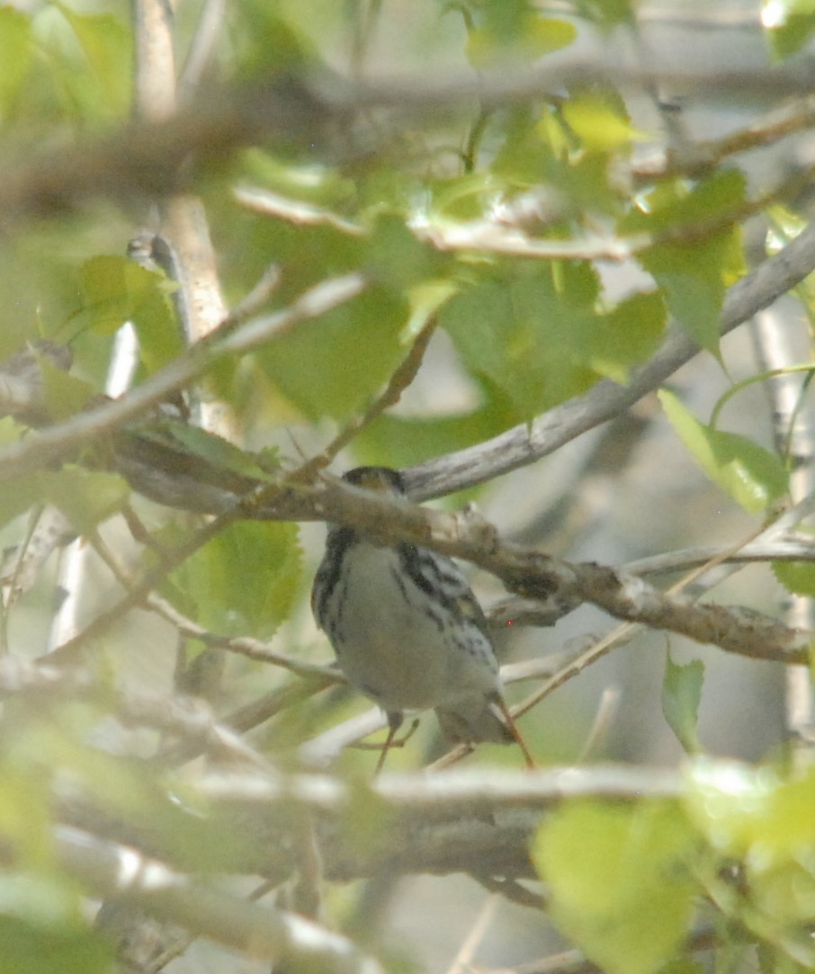 Blackpoll Warbler - Christopher Murray