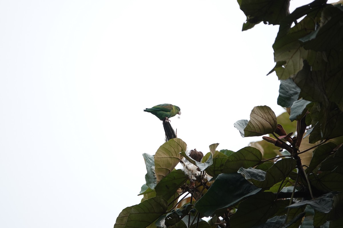 Orange-chinned Parakeet - Jorge Puerta Mendoza