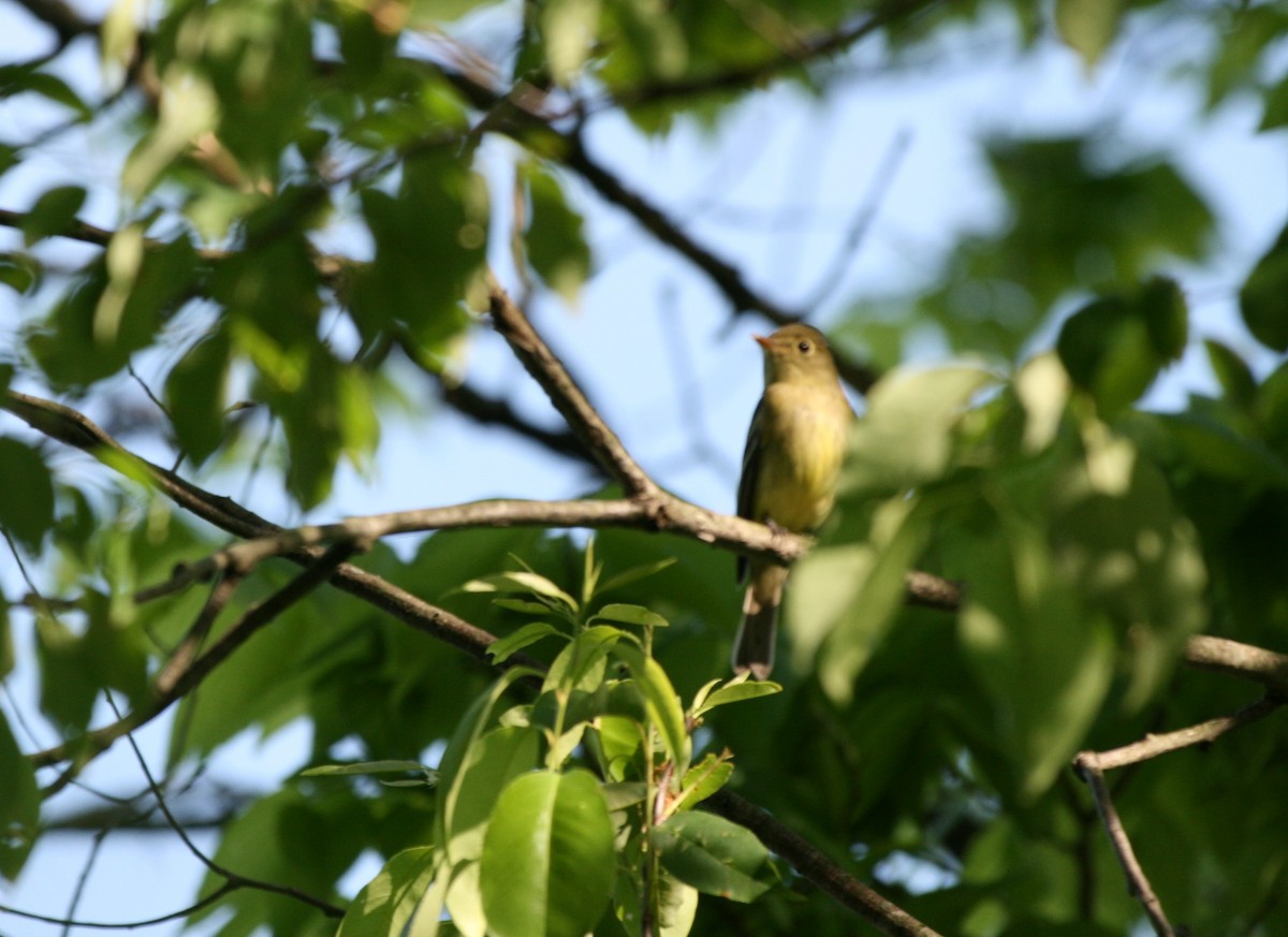 Yellow-bellied Flycatcher - ML448456151