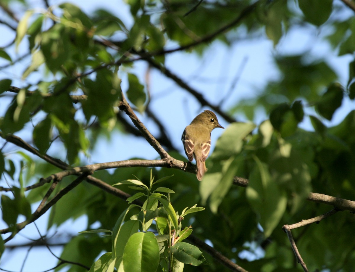 Yellow-bellied Flycatcher - ML448456171