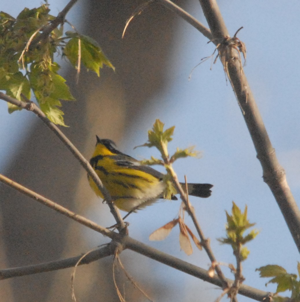 Magnolia Warbler - Christopher Murray