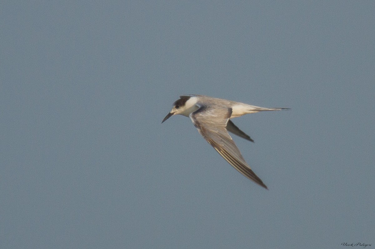 Common Tern - ML44845681