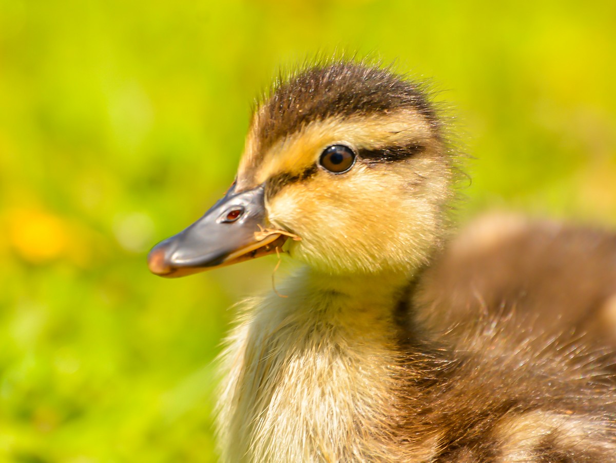 Mallard (Domestic type) - ML448458161