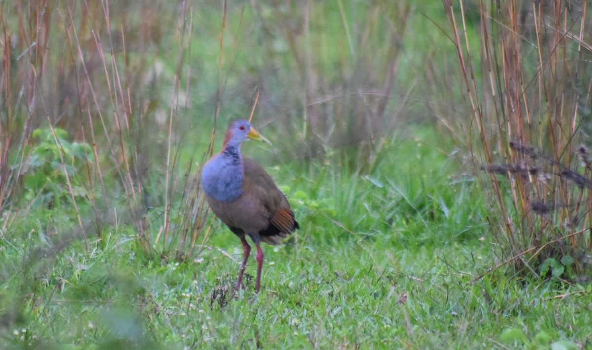 Giant Wood-Rail - ML448458451