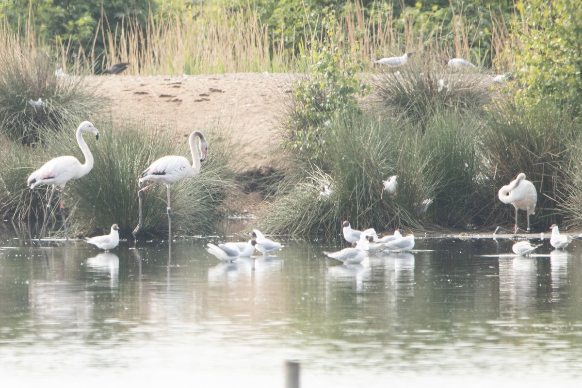 Greater Flamingo - ML448459621