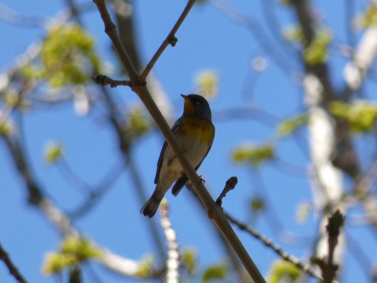 Northern Parula - Nell Smith