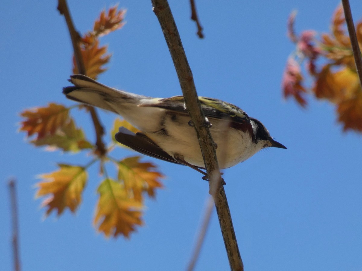 Chestnut-sided Warbler - Nell Smith