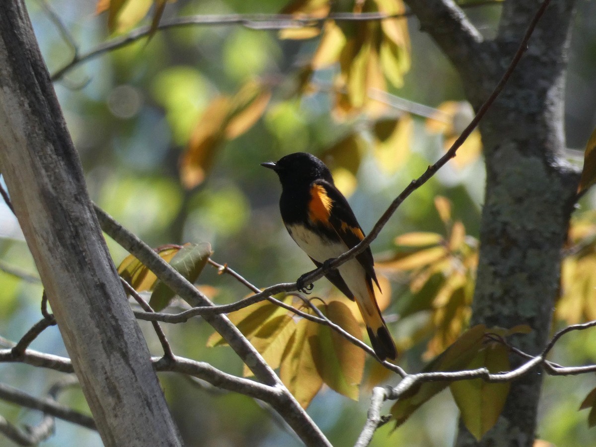 American Redstart - Nell Smith