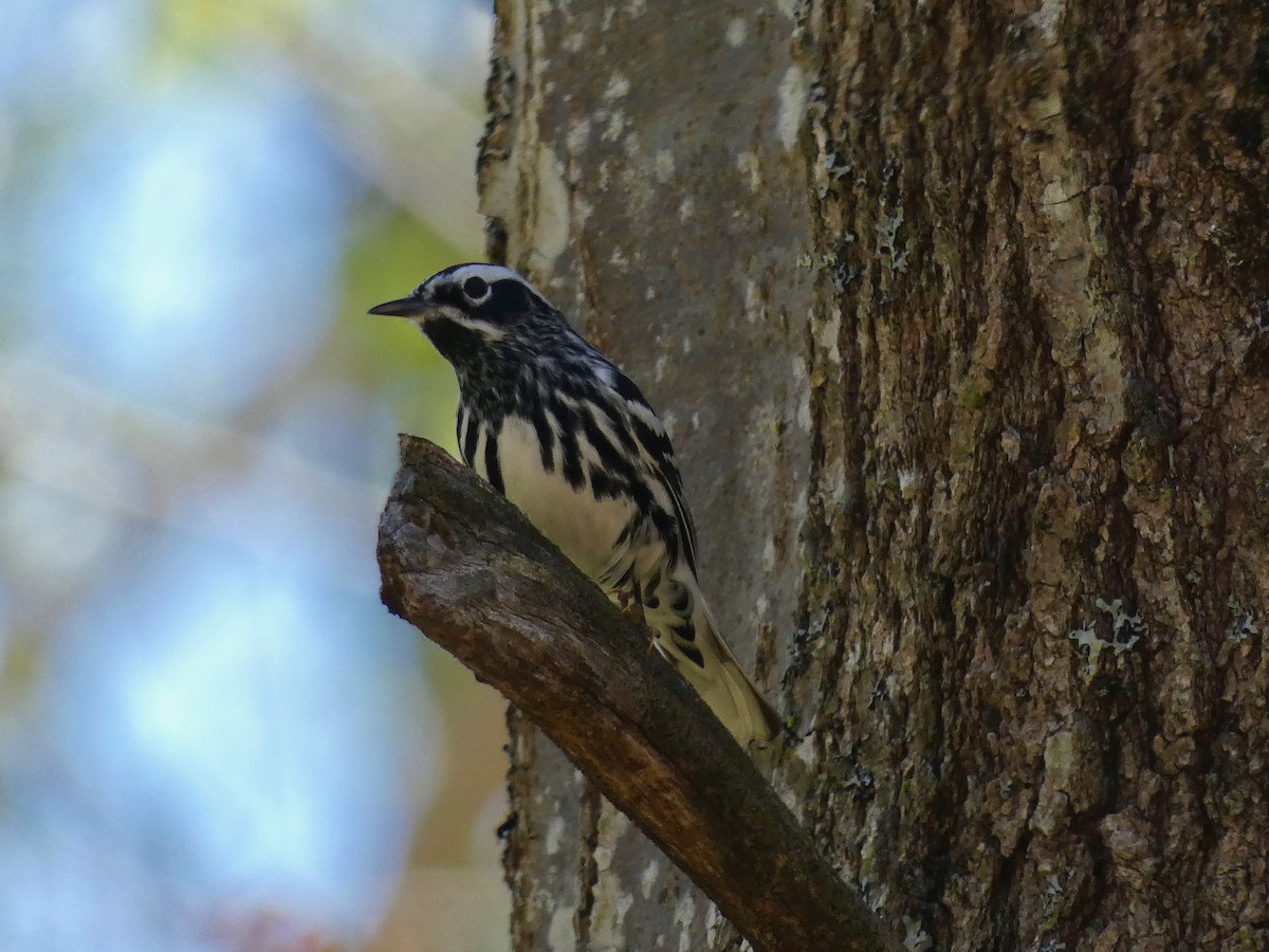 Black-and-white Warbler - Nell Smith