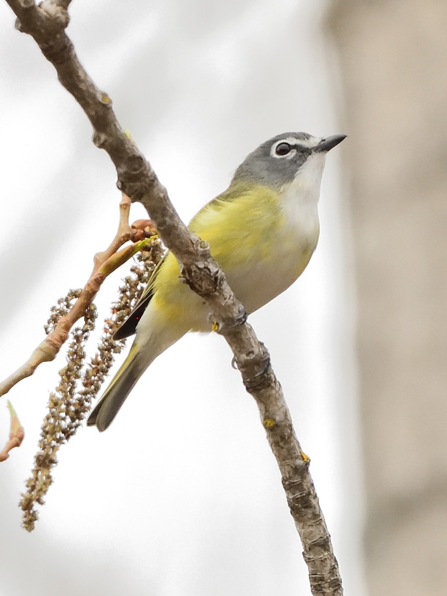 Blue-headed Vireo - Yves Darveau