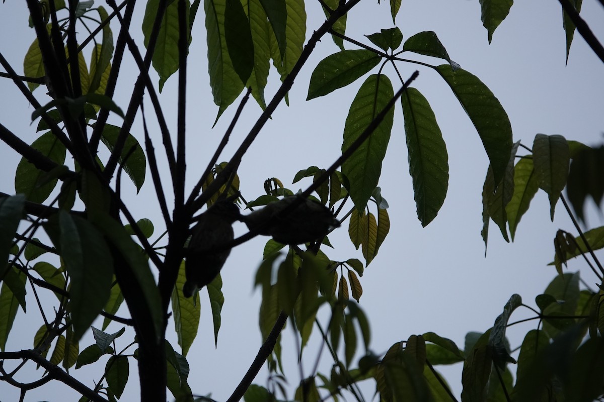 Olivaceous Piculet - Jorge Puerta Mendoza