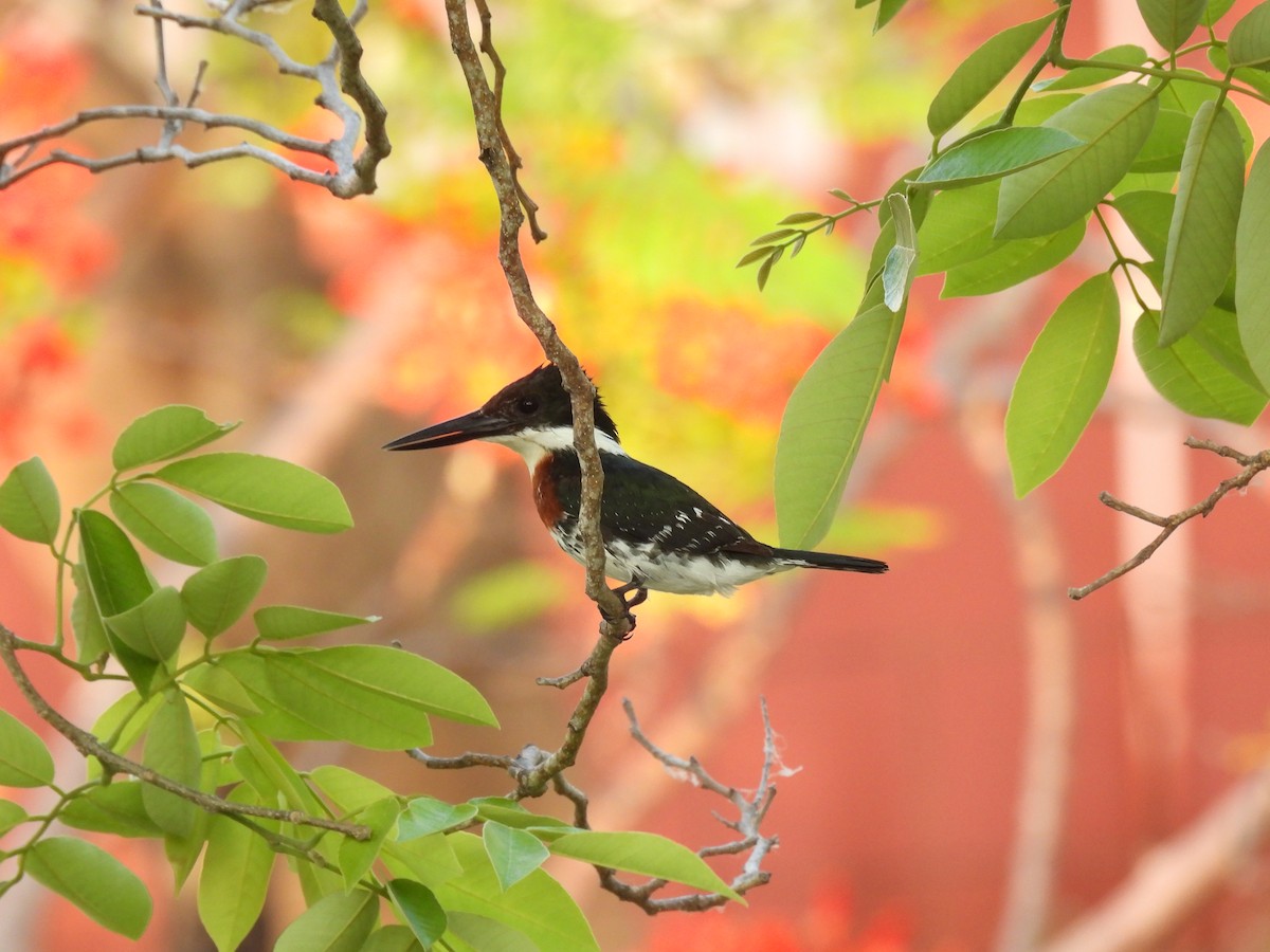 Green Kingfisher - ML448461701