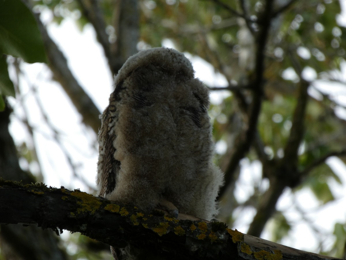 Great Horned Owl - ML448461801