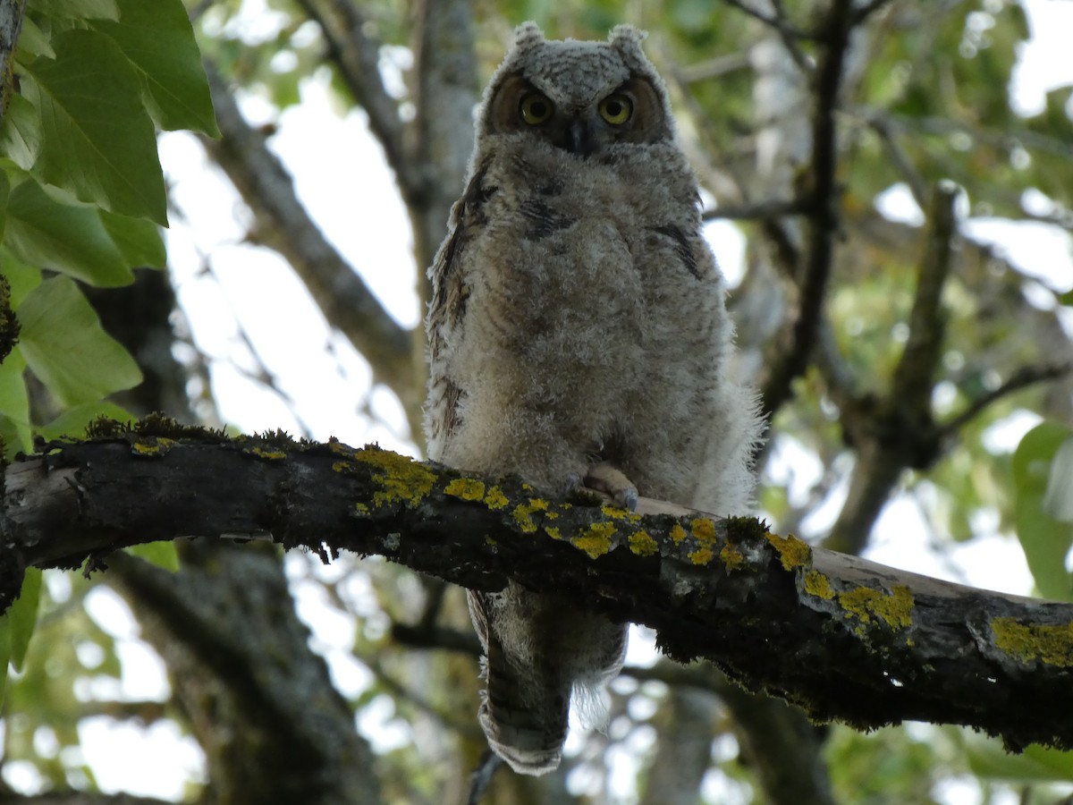 Great Horned Owl - ML448461901