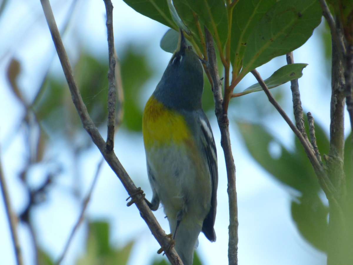 Northern Parula - Tarra Lindo