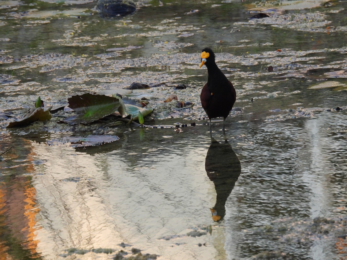 Northern Jacana - ML448463631