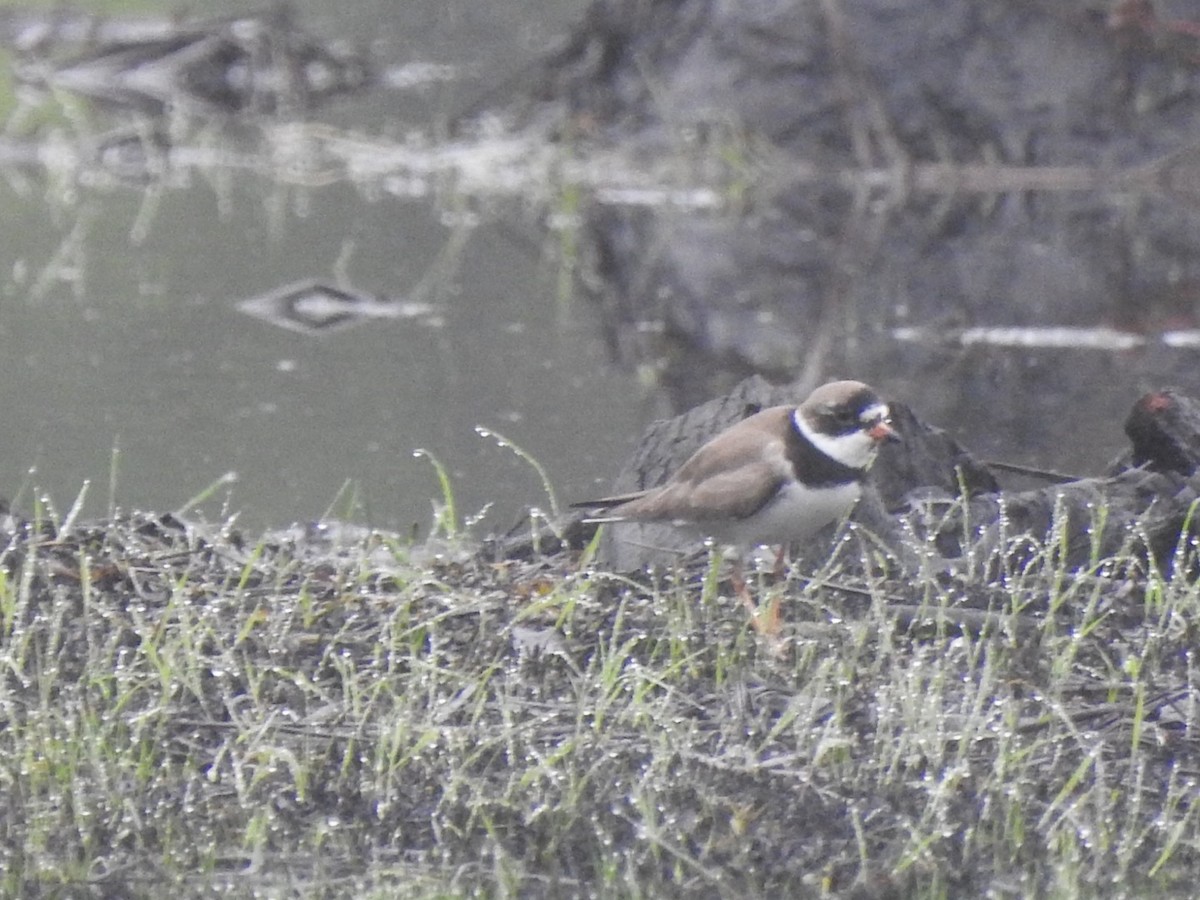 Semipalmated Plover - ML448465411