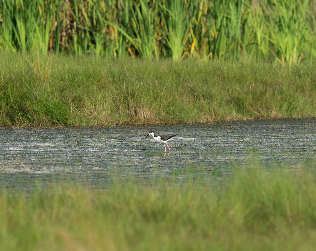 Black-necked Stilt - ML448465451