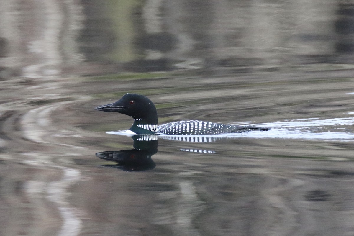 Common Loon - ML448466771