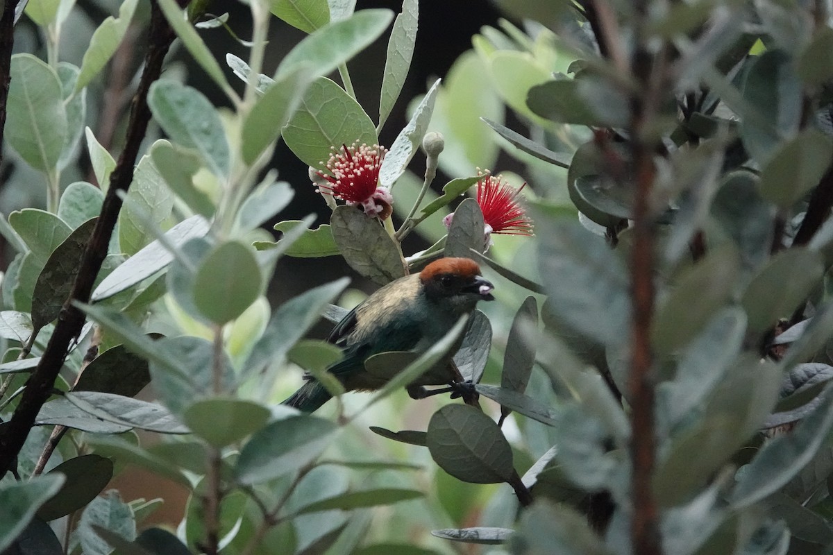 Scrub Tanager - Jorge Puerta Mendoza