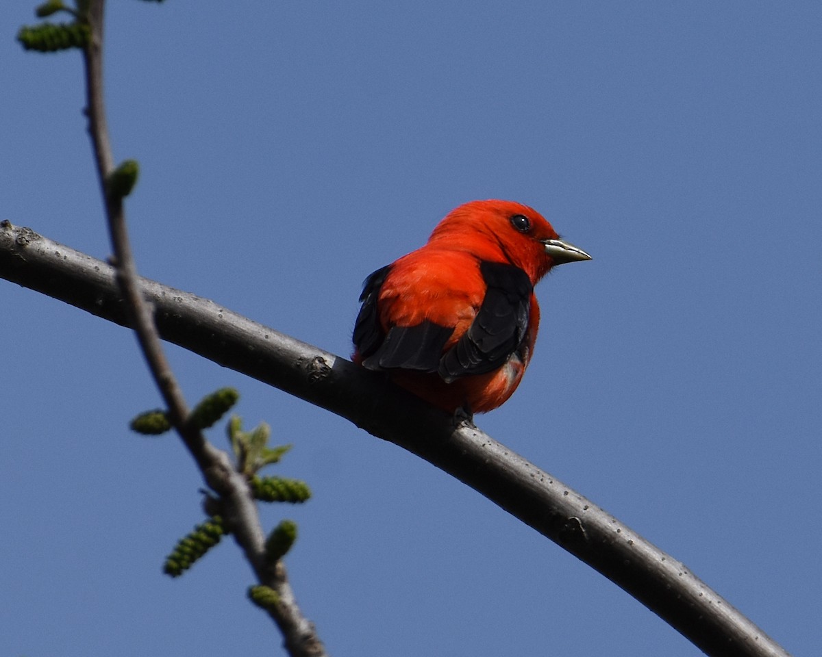 Scarlet Tanager - ML448468381