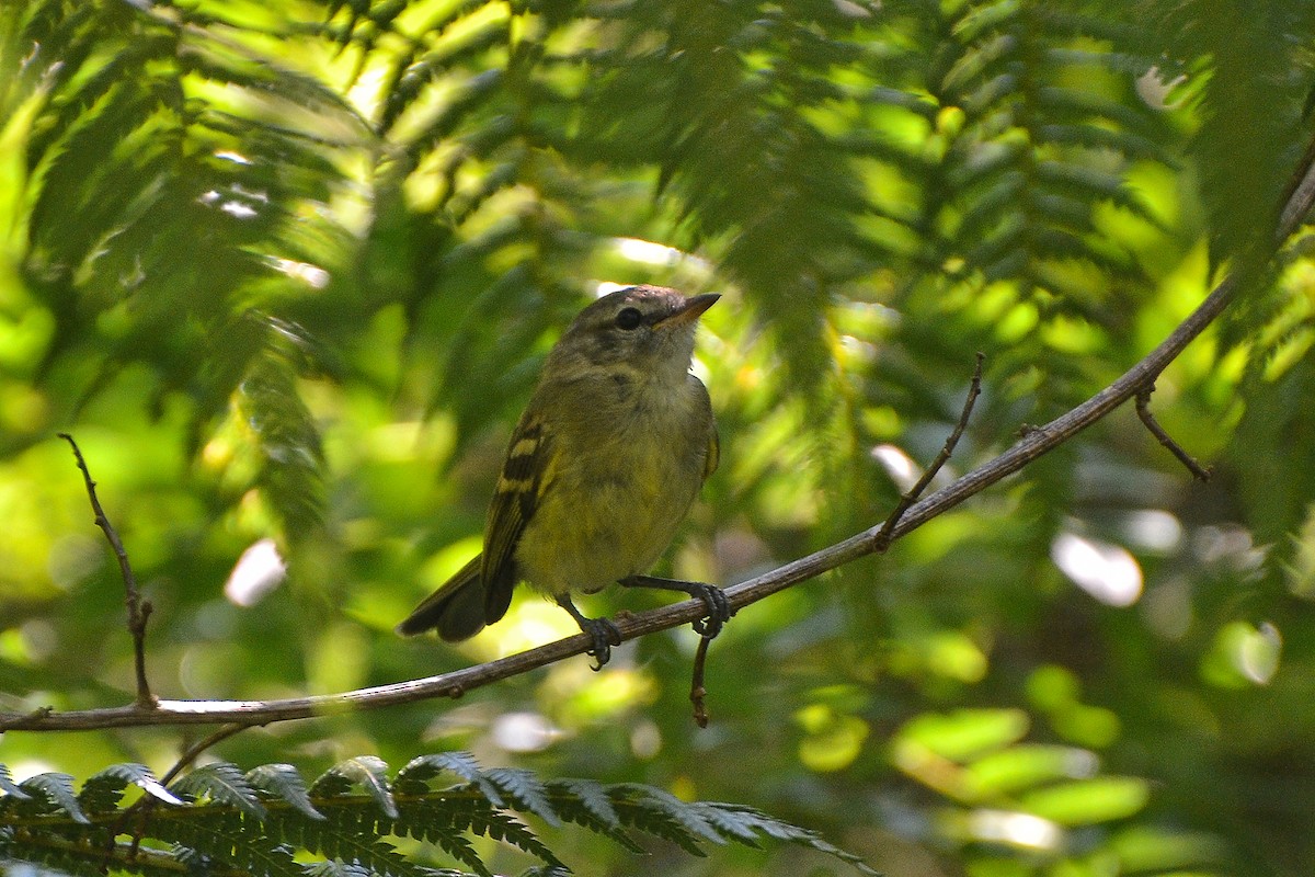 Greenish Tyrannulet - Fábio Luís Mello