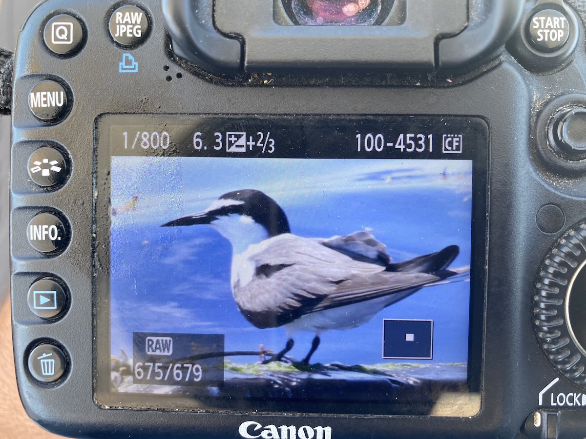 Bridled Tern - ML448469941