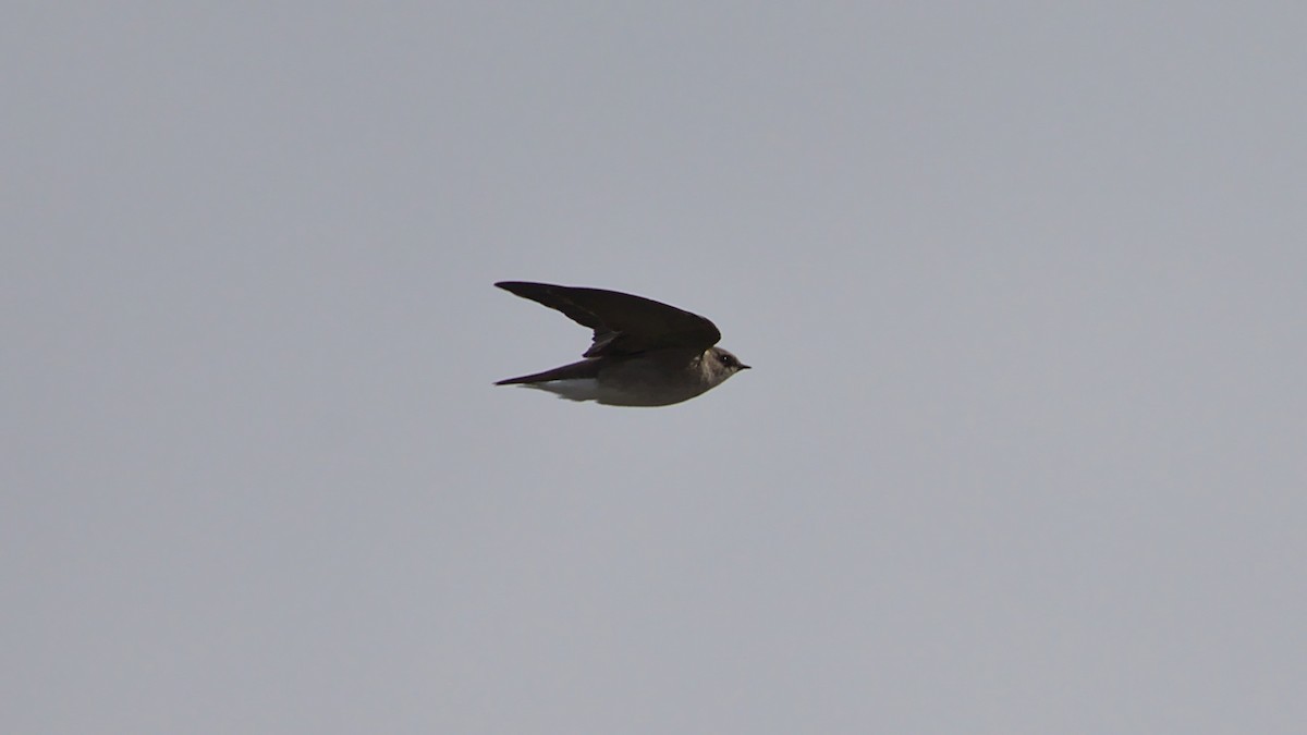 Northern Rough-winged Swallow - James Zuelow