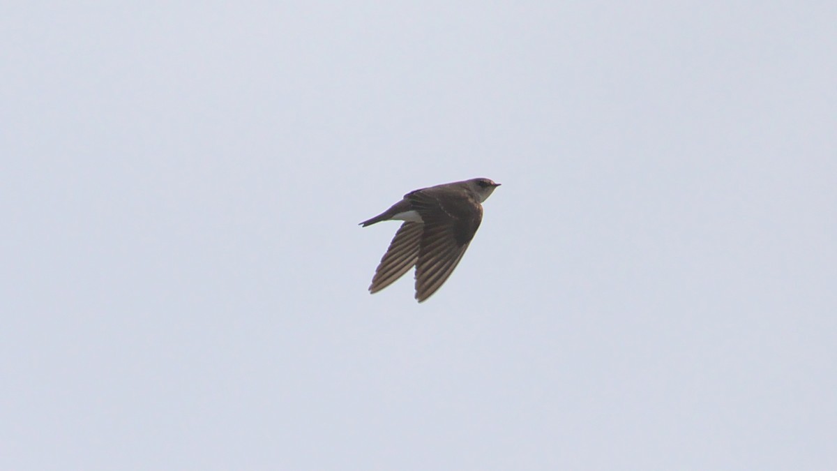 Northern Rough-winged Swallow - James Zuelow