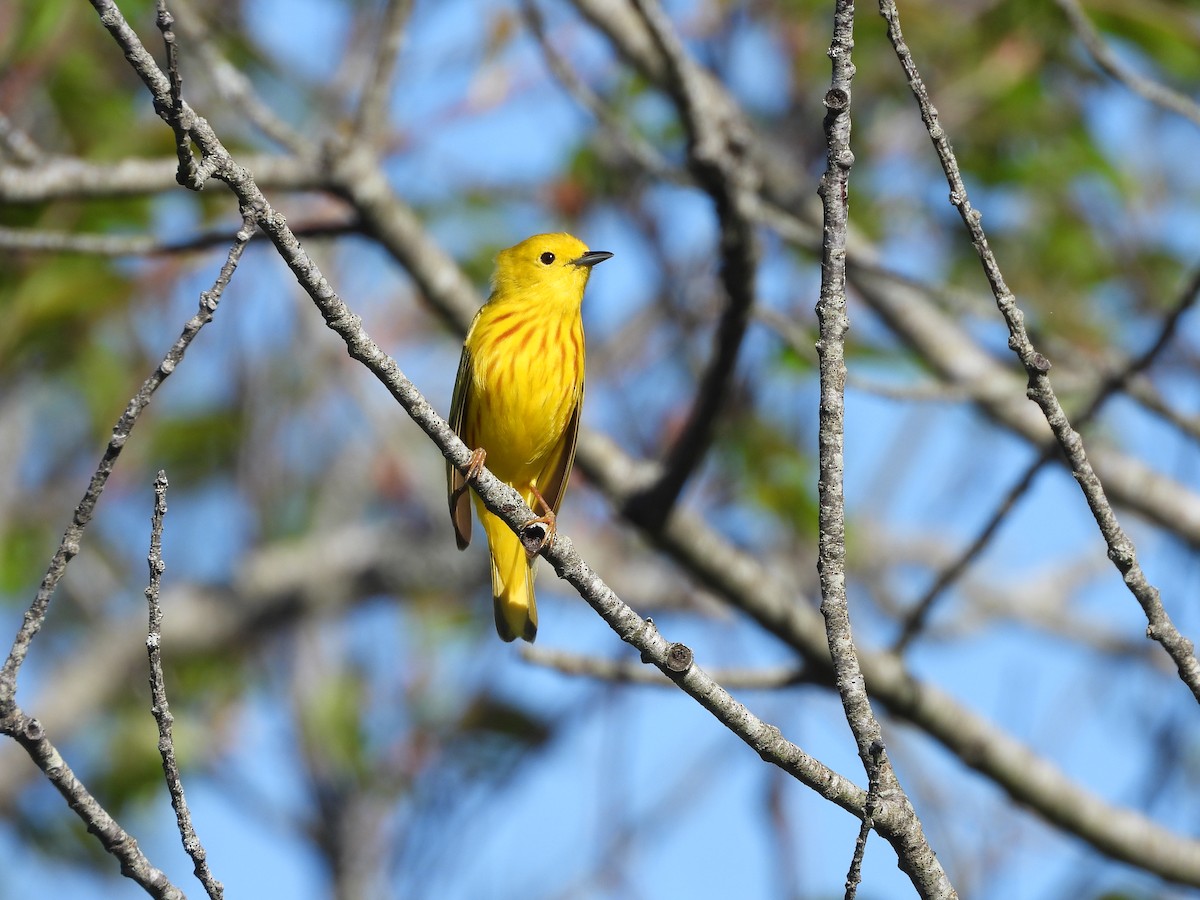 Paruline jaune - ML448471161