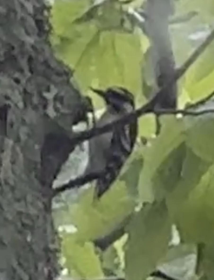 Hairy Woodpecker - ML448471221