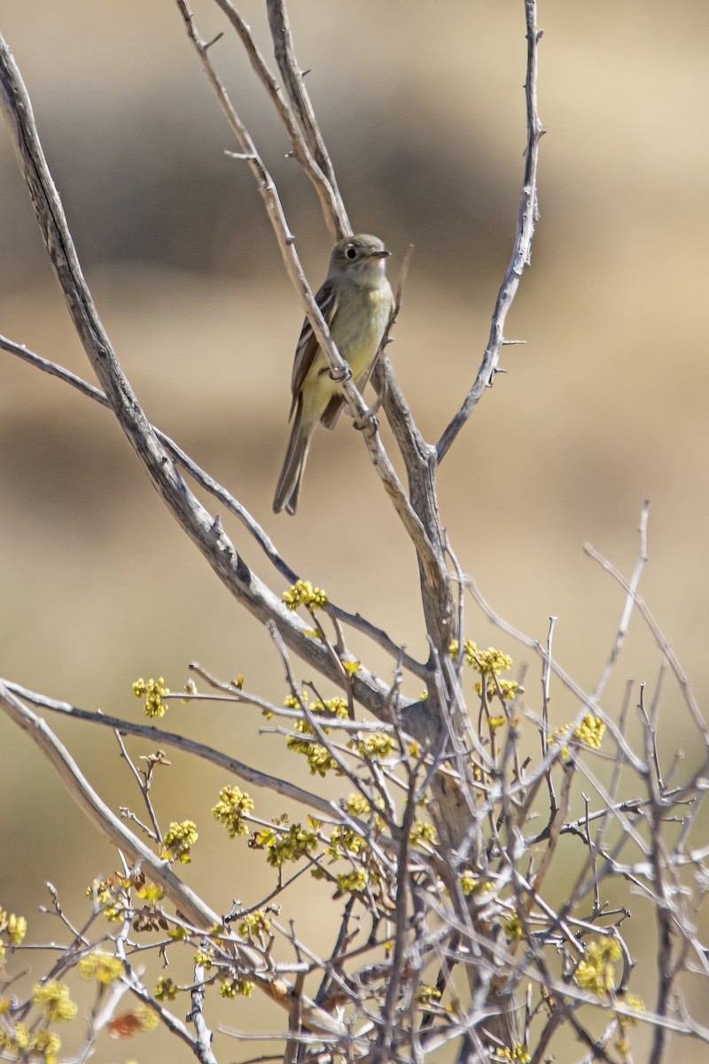 Dusky Flycatcher - ML448471271