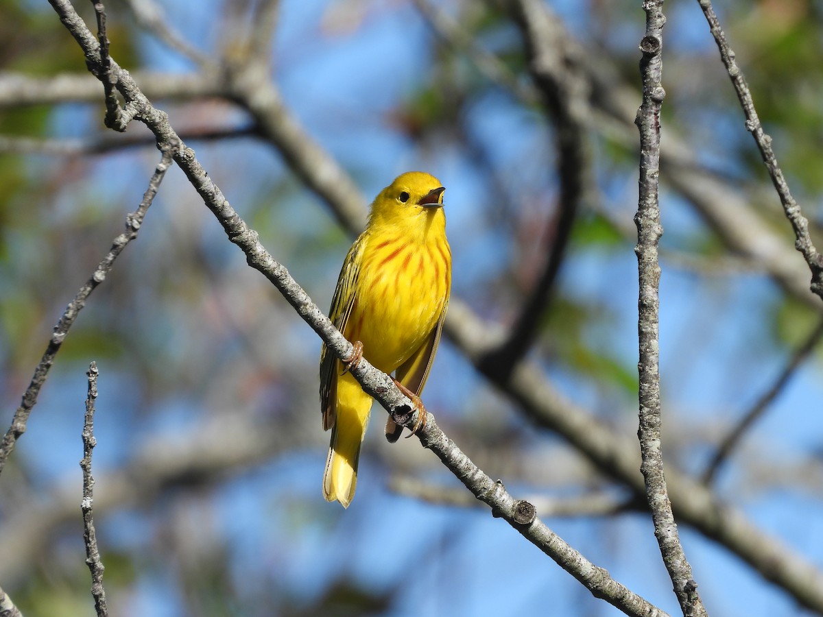 Yellow Warbler - Palm Warbler