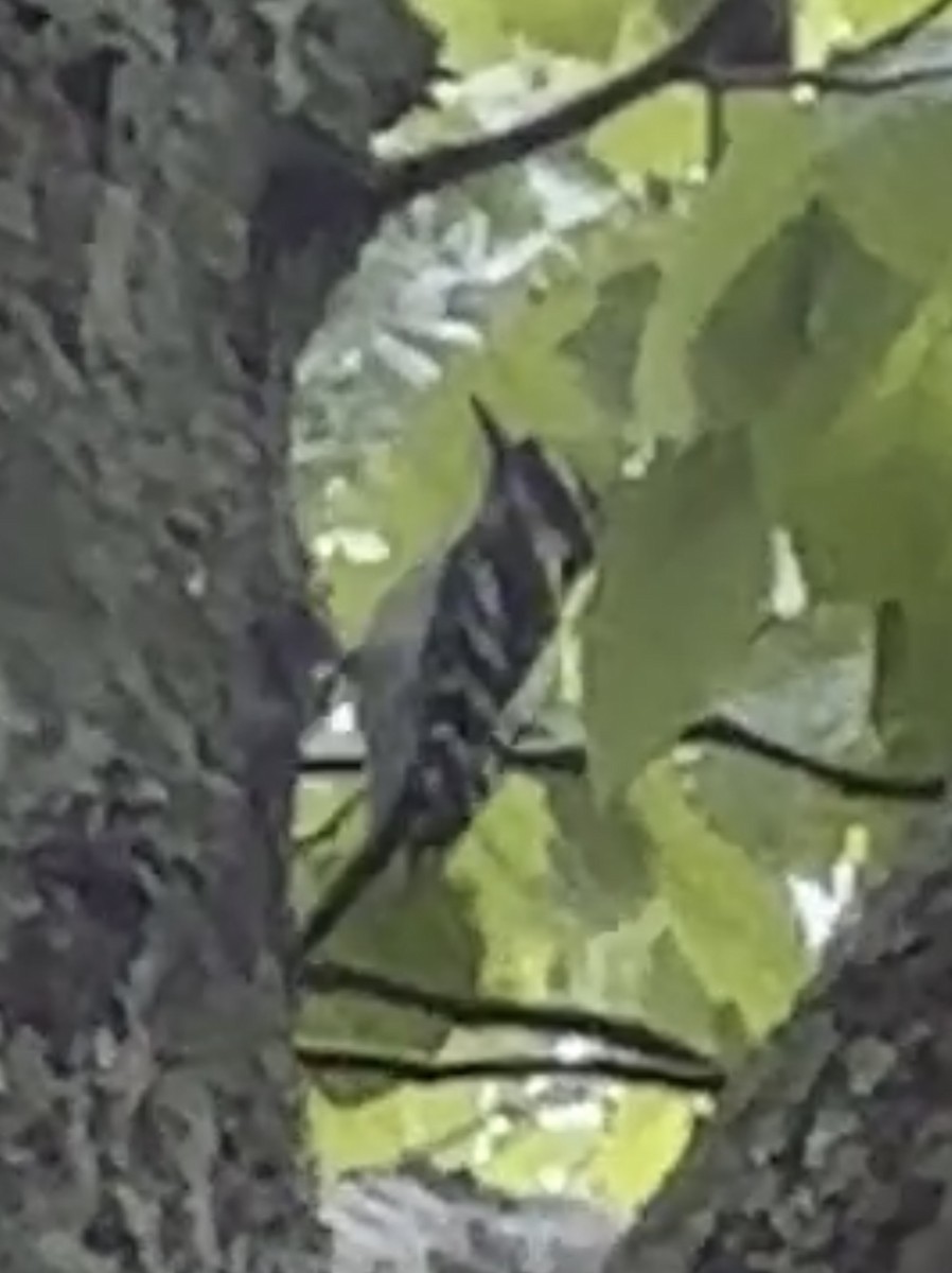 Hairy Woodpecker - ML448471311