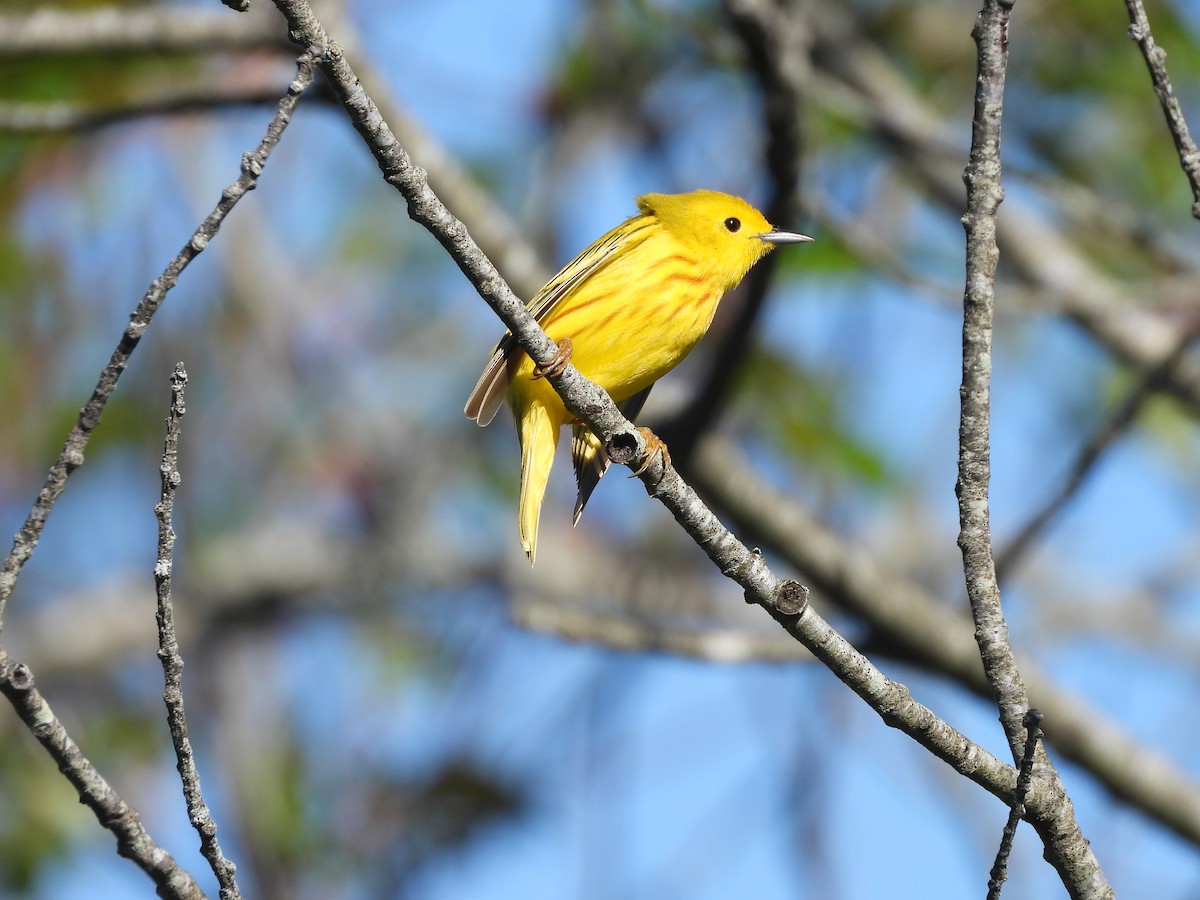 Yellow Warbler - Palm Warbler