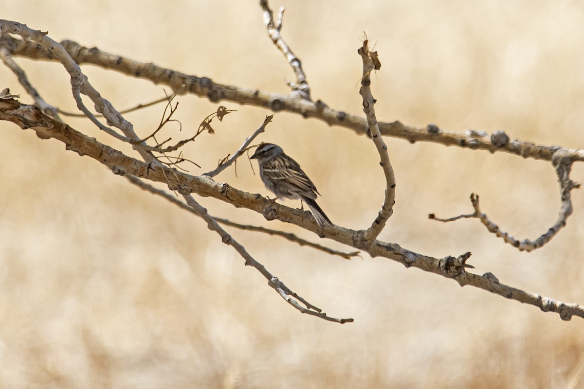 Chipping Sparrow - ML448471671