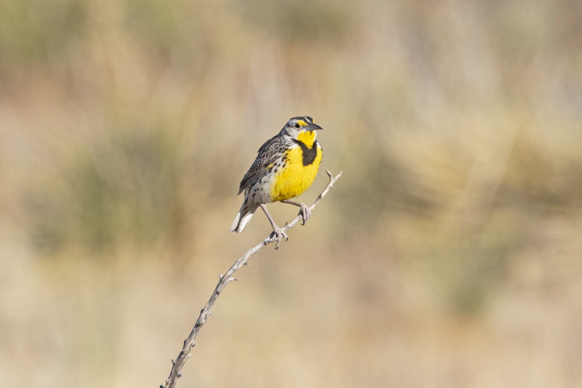 Western Meadowlark - ML448471841