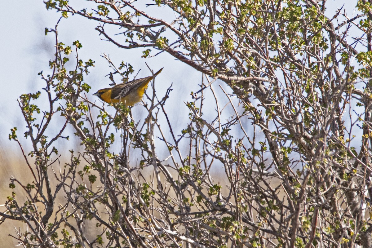 Bullock's Oriole - ML448471971