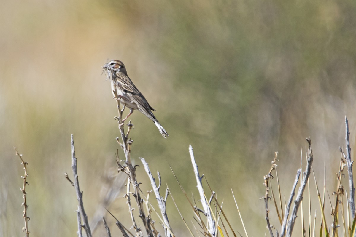 Lark Sparrow - ML448472331