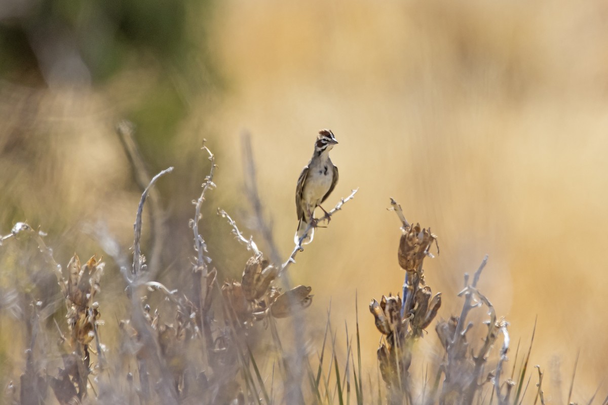 Lark Sparrow - ML448472411