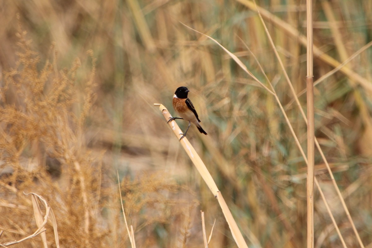 Siberian Stonechat (Caspian) - ML448473851